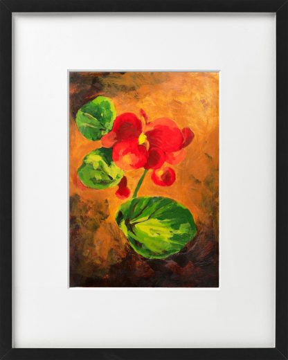 Begonia