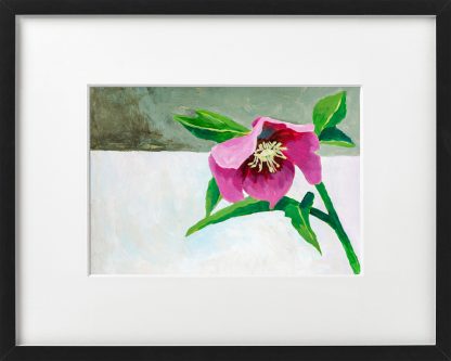 Helleborus